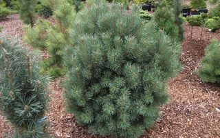 Pinus sylvestris ´Compressa´ 20–30 K5