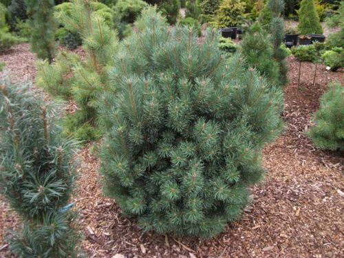 Pinus sylvestris ´Compressa´ 20–30 K5 - Obrázek 1