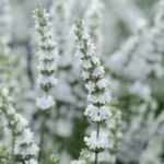 Lavandula x intermedia ‘Edelweiss’ K9x9 - Image 2