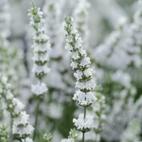Lavandula x intermedia ‘Edelweiss’ K9x9 - Image 2