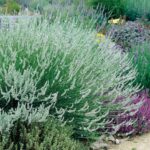 Lavandula x intermedia ‘Edelweiss’ K9x9