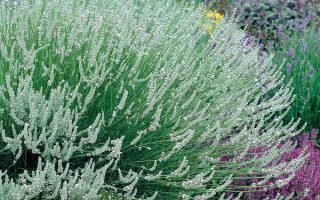 Lavandula x intermedia ‘Edelweiss’ K9x9