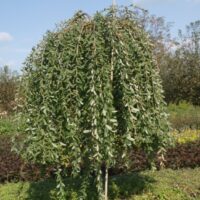 Salix integra Pendula KM80 K4