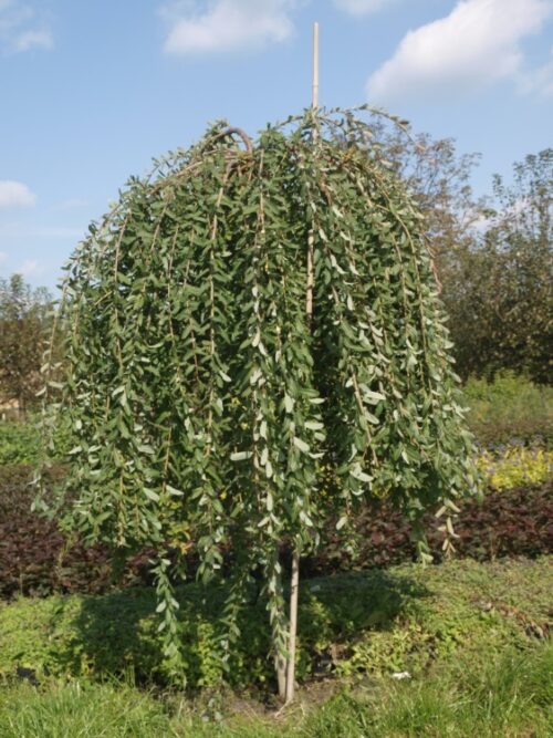 Salix integra Pendula KM80 K4 - Obrázek 1