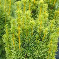 Taxus baccata 'David' 20–30 cm