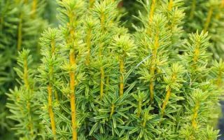 Taxus baccata 'David' 20–30 cm