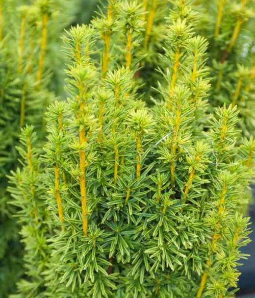 Taxus baccata 'David' 20–30 cm - Image 1