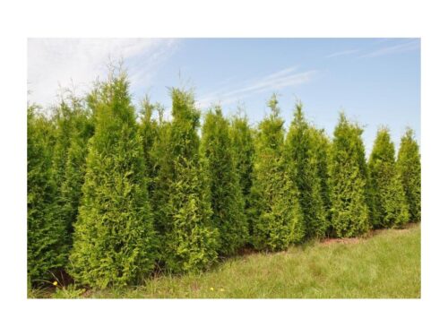 Thuja occidentalis ´Brabant´ 40–60 K3 - Image 1