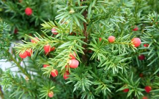 Taxus media 'Hicksii'