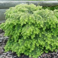Tsuga canadensis 'Jeddeloh', 15–20 cm