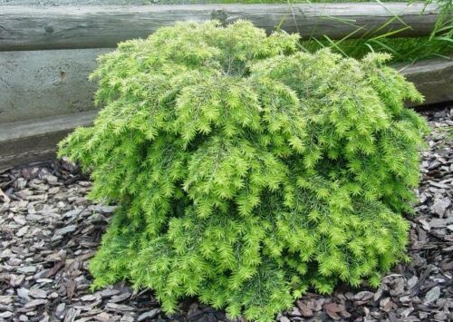 Tsuga canadensis 'Jeddeloh', 15–20 cm - Obrázek 1