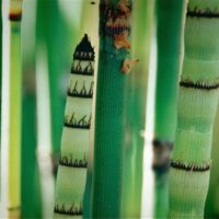 Equisetum hyemale var. robustum P 9