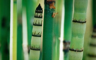 Equisetum hyemale var. robustum P 9
