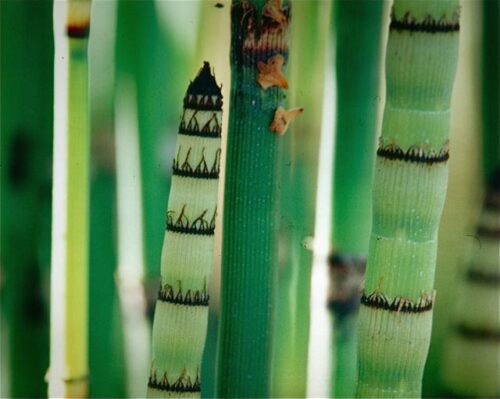 Equisetum hyemale var. robustum P 9 - Obrázek 1