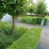 Ilex crenata 'Dark Green' - C5l - exclusiv koule