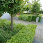 Ilex crenata 'Dark Green'