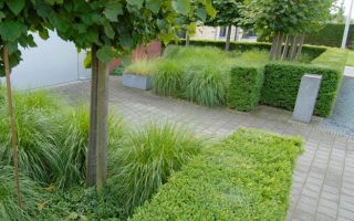 Ilex crenata 'Dark Green'