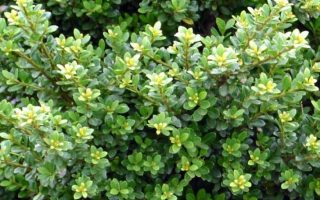 Ilex crenata Glorie Dwarf, P 9 – pro nízké živé ploty,  70 CM