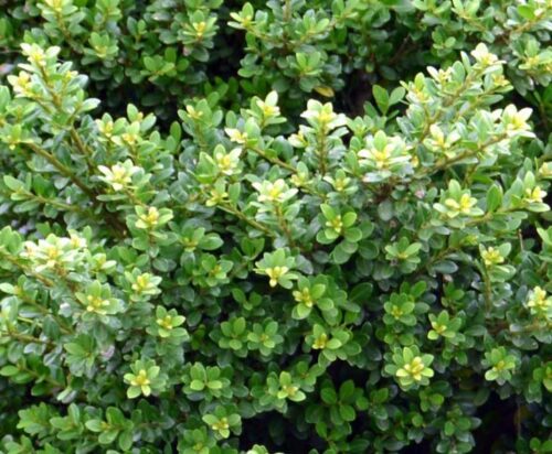 Ilex crenata Glorie Dwarf, P 9 – pro nízké živé ploty,  70 CM - Obrázek 1