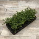 Ilex crenata 'Dark Green' - Obrázek 2