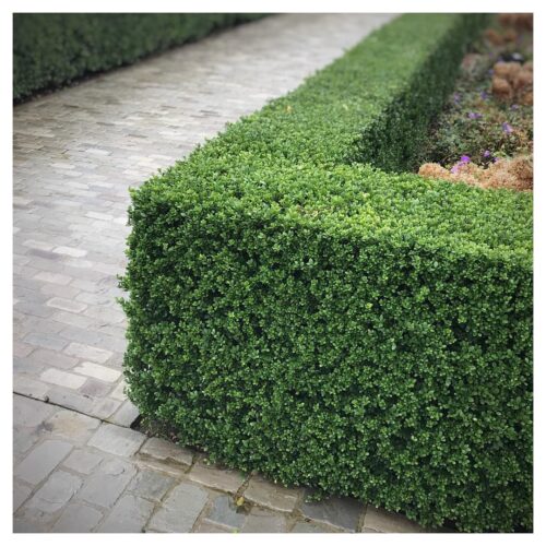 Ilex crenata Glorie Dwarf, P 9 – pro nízké živé ploty,  70 CM - Obrázek 3