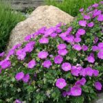 Geranium sanquineum Kakost krvavý, odr. John Elsley P 9