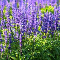 Salvia nemorosa 'Blaukönigin'