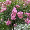 Rosa 'The Fairy'®-stromková - C7,5L- výška kmínku 70 CM