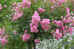 Rosa 'The Fairy'®-stromková