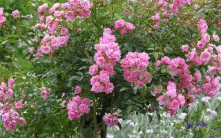 Rosa 'The Fairy'®-stromková