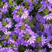 Scaevola aemula