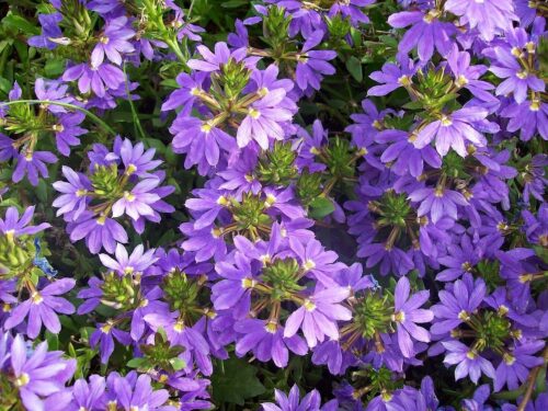 Scaevola aemula - Obrázek 1