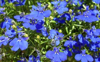 Lobelia richardii | Lobelka převislá