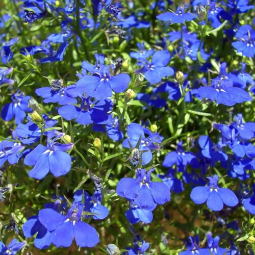 Lobelia richardii | Lobelka převislá - Obrázek 1