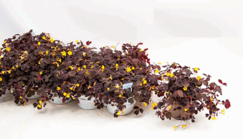 Oxalis vulcanicola Šťavel Bora & Calima, MIX P 11 - Obrázek 2