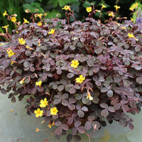 Oxalis vulcanicola Šťavel Bora & Calima, MIX P 11