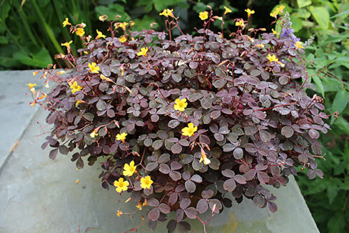 Oxalis vulcanicola Šťavel Bora & Calima, MIX P 11 - Obrázek 1