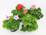 Pelargonium zonale P12, muškát vzpřímený - Obrázek 2