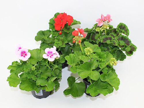 Pelargonium zonale P12, muškát vzpřímený - Obrázek 2