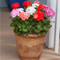 Pelargonium zonale P12, muškát vzpřímený