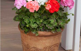 Pelargonium zonale P12, muškát vzpřímený