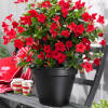 Dipladenia sanderi (Mandevilla) - P9 - mix barev