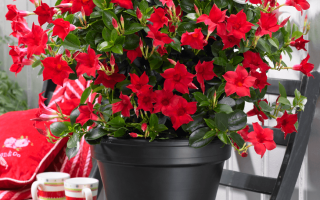 Dipladenia sanderi (Mandevilla)