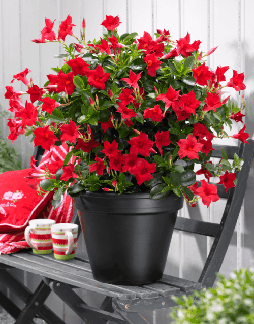 Dipladenia sanderi (Mandevilla) - Obrázek 1