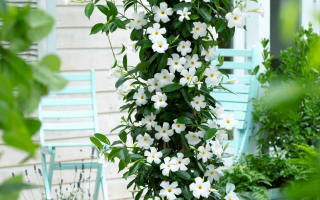 Dipladenia sanderi Chilský jasmín, pnoucí liána, P 11