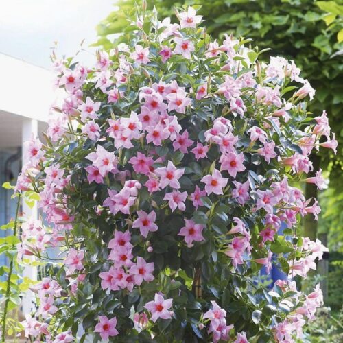 Dipladenia sanderi Chilský jasmín, pnoucí liána, P 11 - Obrázek 6