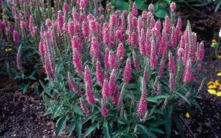 Veronica spicata Rosa Zwerg k9