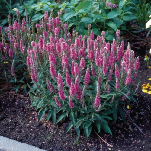 Veronica spicata Rosa Zwerg k9 - Obrázek 1