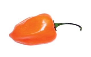 Paprika Chilli Habanero Orange P9