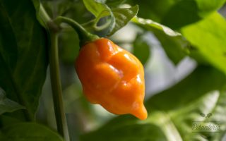 Paprika Chilli Peach Trinidad Scorpion P9
